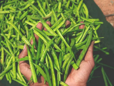 XOLDAA CLUSTER BEANS SEEDS Seed(31 per packet)