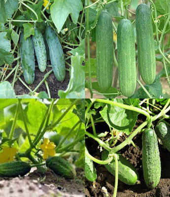ibains Cucumber seeds f1 hybrid Kakari sosa seeds beej 57 Seed(57 per packet)