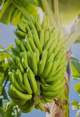 SHYAM Kacha BANANA Plant. Seed(1 per packet)