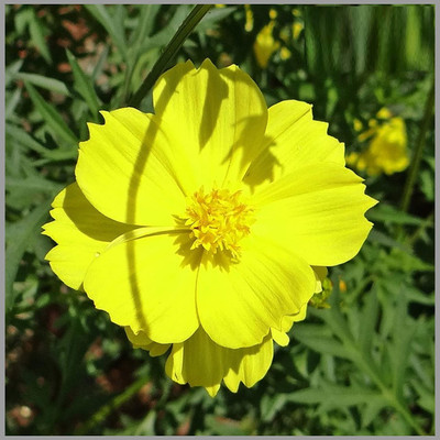 VibeX NBIR-93 - Cosmos Less Maintenance Flower - (90 Seeds) Seed(90 per packet)