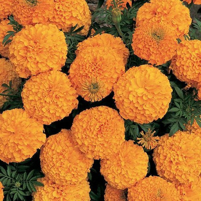 Avysa African Hybrid Marigold Seeds Orange Seed(500 per packet)