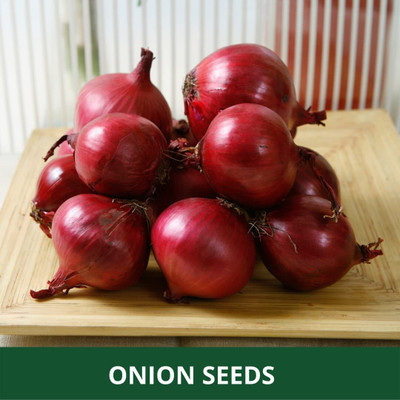Biosnyg Non GMO N53 Nasik Red Pyaaj Vegetable Seeds For Planting-(750 Seeds) Seed(750 per packet)