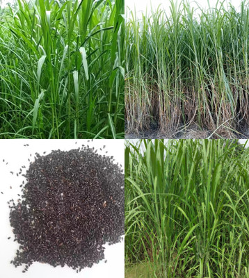 ibains Australian red napier grass seeds beez 512 Seed(512 per packet)