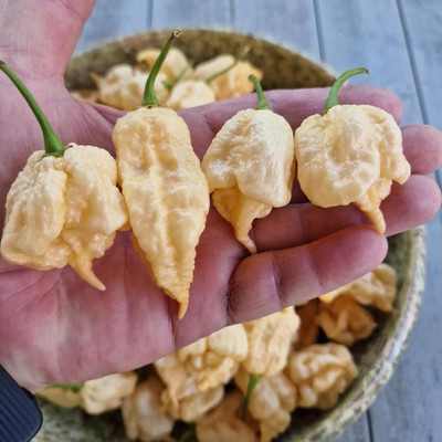 KNESSiN High Germination Peach California Reaper Chilli Seeds For Planting-(1200 Seeds) Seed(1200 per packet)