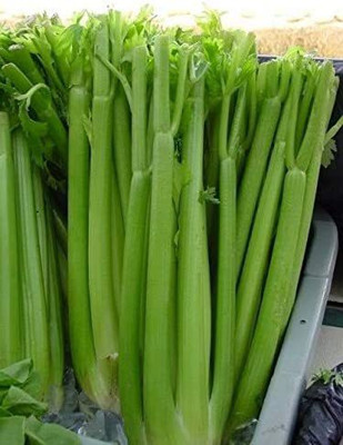 CYBEXIS XLR-57 - Celery Utah Tall - (750 Seeds) Seed(750 per packet)