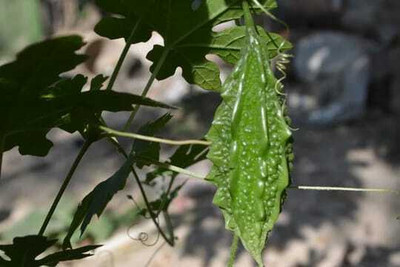 XOLDAA F1 BEST QUALITY BITTER GOURD SEEDS Seed(11 per packet)