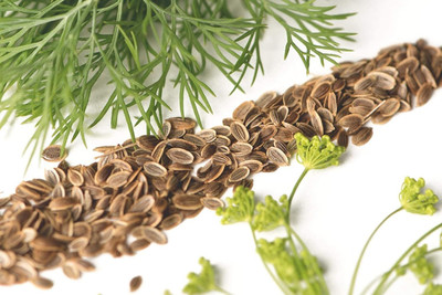 Qualtivate VXI-129 Dill(Anethum graveolens) Seed(500 per packet)