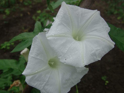 CYBEXIS LX-47 - White Petunia Super Cascade Flowers - (180 Seeds) Seed(180 per packet)