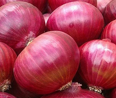 Quentova Red Onion Creole Red Creole Allium cepa-RXI-6V Seed(300 per packet)