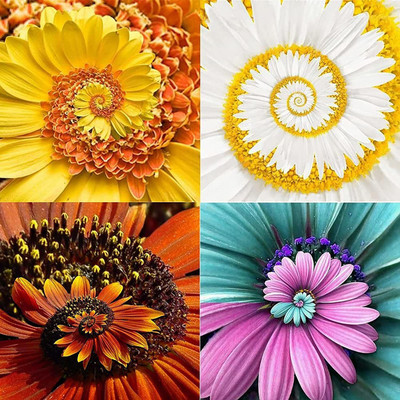 CYBEXIS Hybrid Mix Chrysanthemum Seeds Seed(1 g)