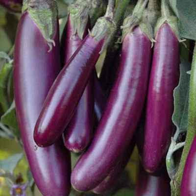Biosnyg Brinjal Eggplant F1 Purple Long For Kitchen Gardening ( Seeds) Seed(2000 per packet)