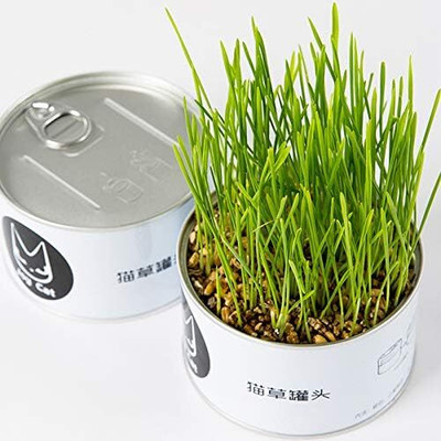 WILLVINE Wheat Grass Sprouting Sprouts Microgreens-[10000 Seeds] Seed(10000 per packet)