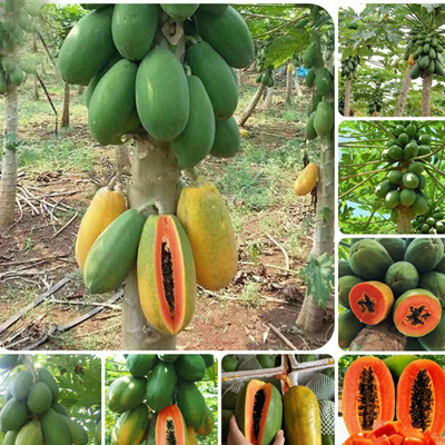 SeeGreen Red Lady F1 Hybird Papaya Taiwan 786 Variety, Papaya Hybird Seed(55 per packet)