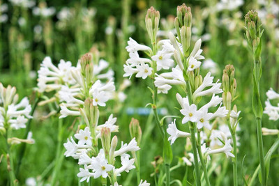 BDSresolve Indian Tuberose flower seeds pack of 9 Seed(9 per packet)