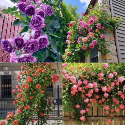 ibains Climbing Rose Flower Plant Seeds no of seeds 39 Seed(39 per packet)