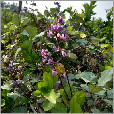 Cloud Farm BEANS Seed(100 per packet)
