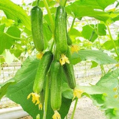 KNESSiN Cucumber Russian Pickling Fruit-{600 Seeds} Seed(600 per packet)