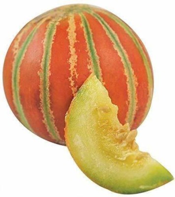 CYBEXIS VVI-38 - DESI/Muskmelon OP Quality - (1350 Seeds) Seed(1350 per packet)