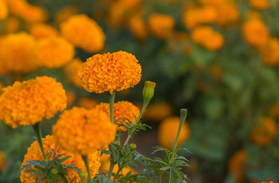 Arshayat marigold/gende ka phool flower seeds Seed(50 per packet)