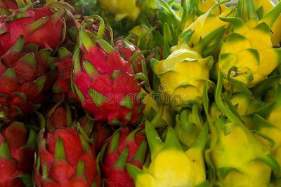 Oliver f1 QUALITY dragon fruit Seed(25 per packet)