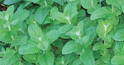 CYBEXIS XL-80 - Apple Mint - (1350 Seeds) Seed(1350 per packet)