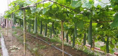 Qualtivate HYB-9A Angled Ridge Gourd Turai Seed(50 per packet)
