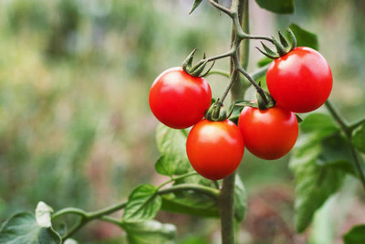 Lappyworld tomato Seed(120 per packet)