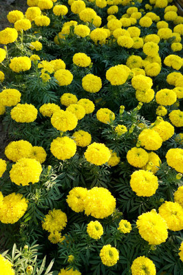 EyePlex marigold/gende ka phool flower seeds Seed(75 per packet)