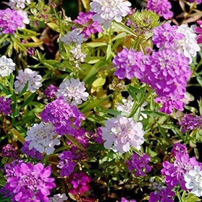 Aywal Candytuft Sempervirens 'Iceberg Superior' Seed(50 per packet)