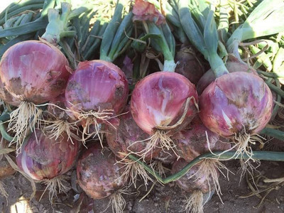 VibeX ® VLR-658 Red Creole Onion Seeds Seed(1000 per packet)