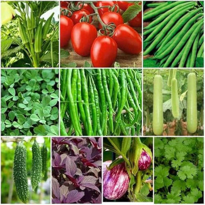 ibains f1 hybrid vegetable seeds Seed(770 per packet)