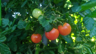 Cosmos tomato Seed(55 per packet)