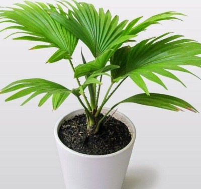 bhadra enterprise Saribus Rotundifolius(Footstool Fan Palm) Live Vastu Plant With Pto Pack Of1 Seed(1 per packet)