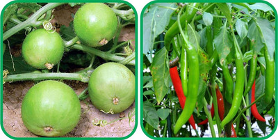 WILLVINE MAH -XII Chilli And Tinda[10gm, 2000 Seeds] Seed(2000 per packet)