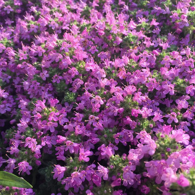 VibeX VVI-21 - Magic Carpet Creeping Thyme - (1350 Seeds) Seed(1350 per packet)