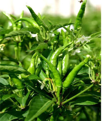 Cloud Farm Chilli Seed(50 per packet)
