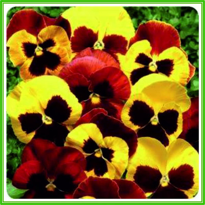 CYBEXIS Pansy F1 Matrix Series 'Autumn Blaze Mixed' Seed Seed(50 per packet)