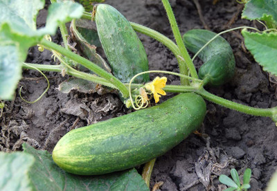 CYBEXIS XLL-86 - Calypso Cucumber - (450 Seeds) Seed(450 per packet)