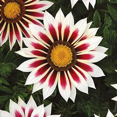 CYBEXIS Gazania Medal Species Seed(1 g)