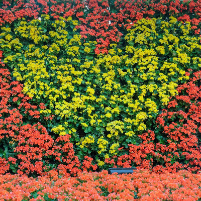 Qualtivate VVI-38 Orange Begonia Seeds Seed(25 per packet)