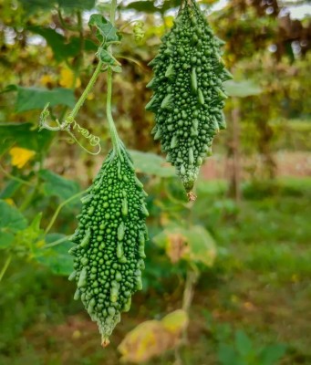 GREENSEA High Yielding Bitter Gourd, Uchchhe, Karela Seed(43 per packet)