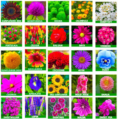 Pbevergreen 25 Variety Of Flower Seeds Combo Pack Seed(1700 per packet)