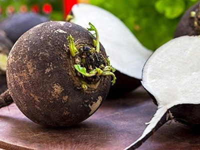 VibeX XLL-18 - Black Radish - (250 Seeds) Seed(250 per packet)