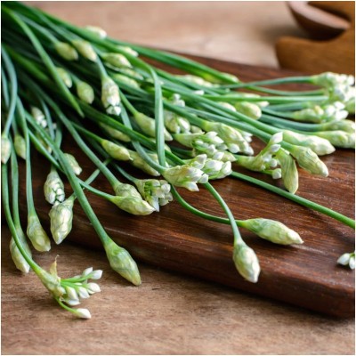 CYBEXIS LXI-39 - Garlic Chives for Planting - (2250 Seeds) Seed(2250 per packet)