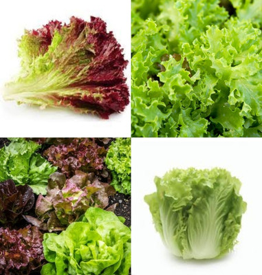 ibains Mix lettuce seeds for home garden beej 10 Seed(10 per packet)