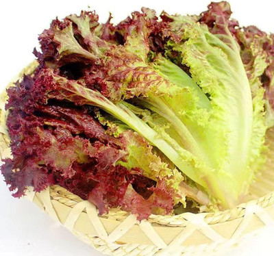 Qualtivate HUA-1A Salad Bowl Red Leaf Lettuce Seeds Seed(300 per packet)