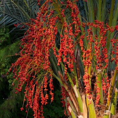 Aywal Date palm/khajur Seed(20 per packet)