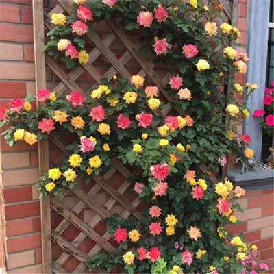 CRGO ROSE , GULAAB Seed(65 per packet)