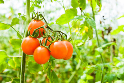 MOTREX tomato Seed(55 per packet)