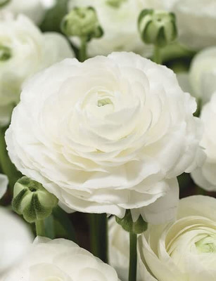 Epazo Imported Double Peony Ranunculus Flower Bulbs For Indoor/Outdoor Gardening Seed(10 per packet)